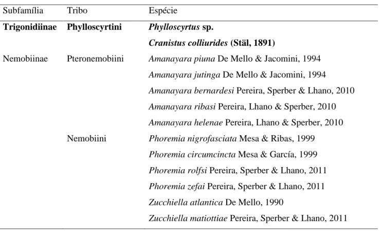TABELA  1.  Lista  de  espécies  de  Amanayara,  Phoremia  e  Zucchiella  e  do  grupo  externo  utilizadas  na 