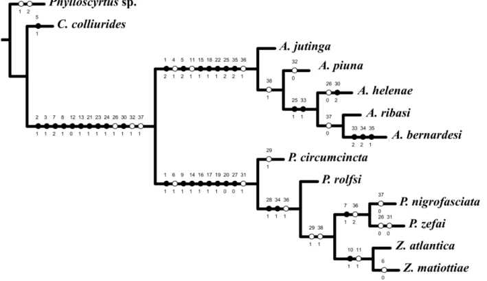 FIGURA  19.  Análise  cladística  de  Amanayara,    Phoremia  e    Zucchiella  baseada  em  caracteres 