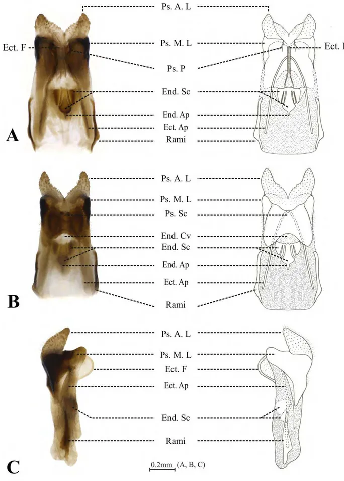 FIGURE 2. Male genitalia of Hygronemobius indaia sp. n. A  – ventral view, B – dorsal view and C – 