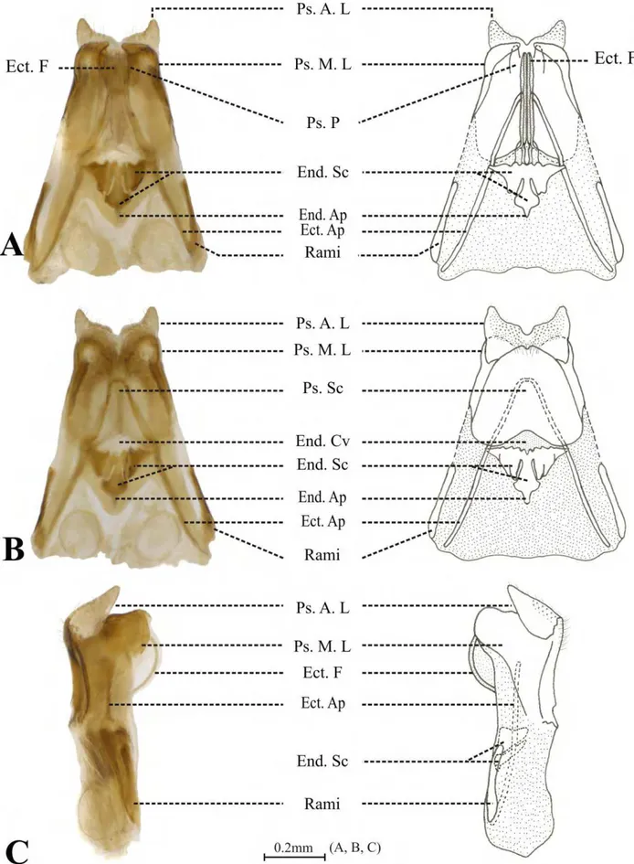 FIGURE 4. Male genitalia of Hygronemobius iperoigae sp. n. A  – ventral view, B – dorsal view and C 