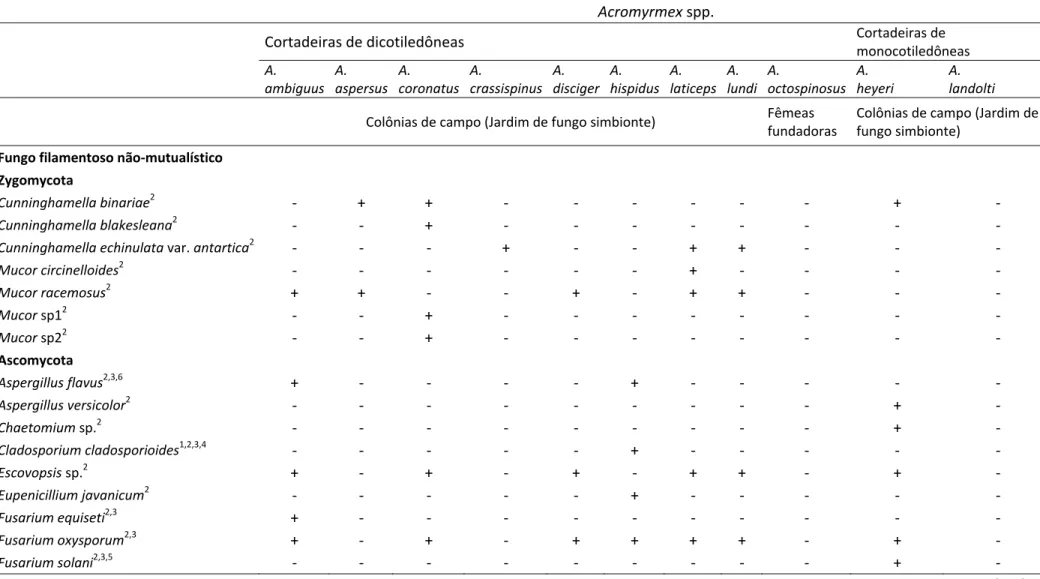 Tabela 2: Fungos patógenos isolados de colônias de Acromyrmex (+: presença; ‐: ausência)  