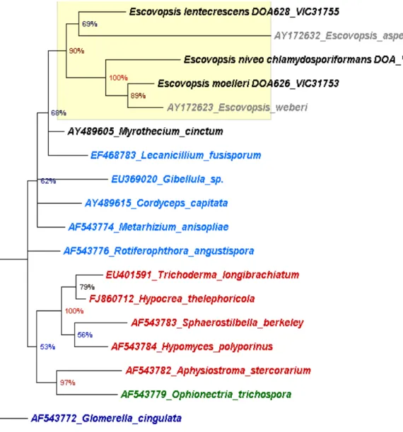 Figure  1  Phylogeny  for  5  strains  of  Escovopsis  ant  garden  parasites  and  12  ascomycetous  fungal 