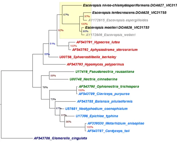 Figure  2  Phylogeny  for  5  strains  of  Escovopsis  ant  garden  parasites  and  12  ascomycetous  fungal 