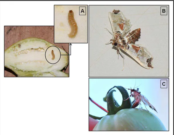 Figura 1: A broca-pequena-do-tomateiro, Neoleucinodes elegantalis, (A) larva em fruto de Jiló,  (B) adulto (fêmea) e (C) oviposição em fruto de tomate