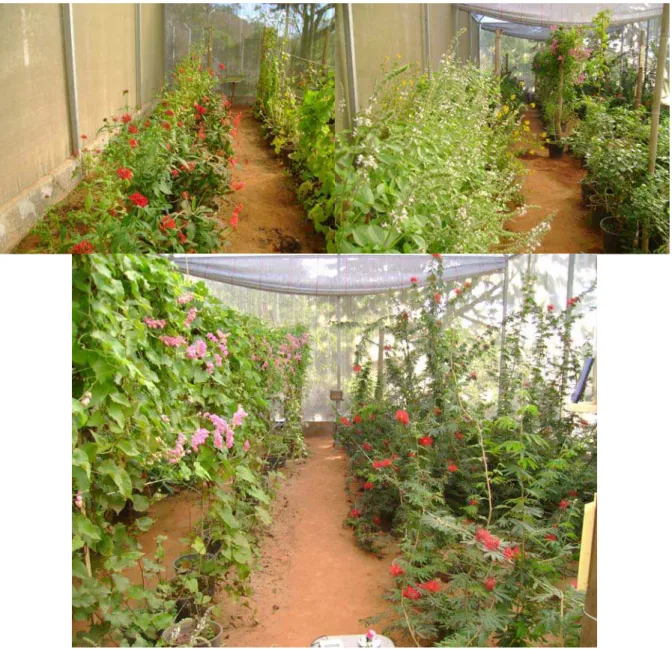 Figura 2 – Vista geral das plantas no interior da casa de vegetação 