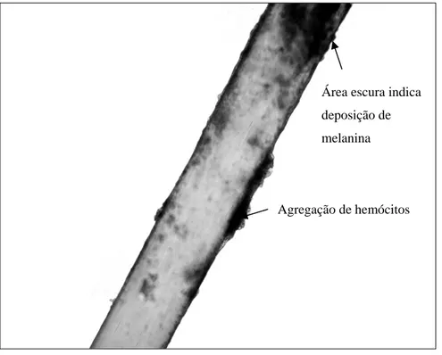 Figura 7- Deposição de hemócitos e melanogênese de implantes de náilon em pupas de 