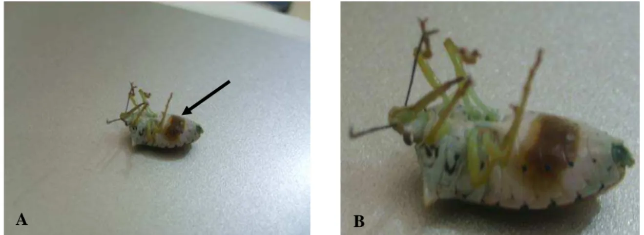 Figura 1. Percevejo predador morto e com presença de mancha escura na região do abdome  evidenciando o canibalismo (A)