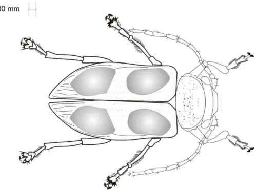 Figura 1. Desenho esquemático de Metaxyonycha angusta (Perty, 1832), vista 