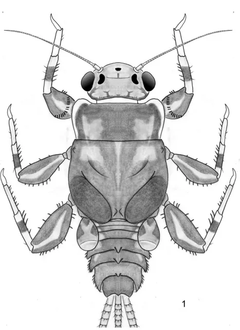 Figure 1. Tricorythopsis yucupe sp. n.: Nymphal habitus (dorsal view). 