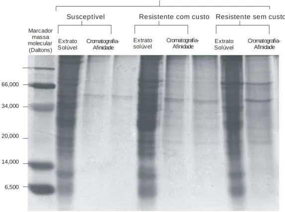 Figura  2.  SDS-PAGE  de  tripsina-like  parcialmente  purificada  de  uma  população  susceptível e duas resistentes a piretróides (resistente com custo e resistente sem custo)  de Sitophilus zeamais