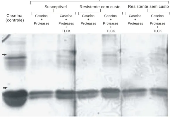 Figura  3.  SDS-PAGE  da  digestão  de  caseína  e  inibição  por  TLCK  das  tripsina-like  parcialmente  purificada  de  uma  população  susceptível  e  duas  resistentes  a  piretróides  (resistente com custo e resistente sem custo) de S
