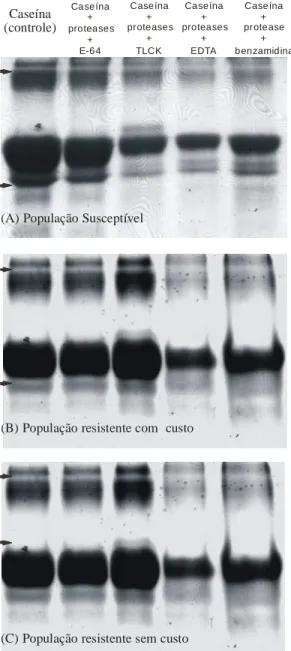 Figura  3.  SDS-PAGE  degradação  da  caseína  e  inibição  de  cisteíno  proteases  purificadas de uma população susceptível (A) e duas resistentes a piretróides (resistente  com custo (B) e resistente sem custo (C)) do gorgulho do milho, S