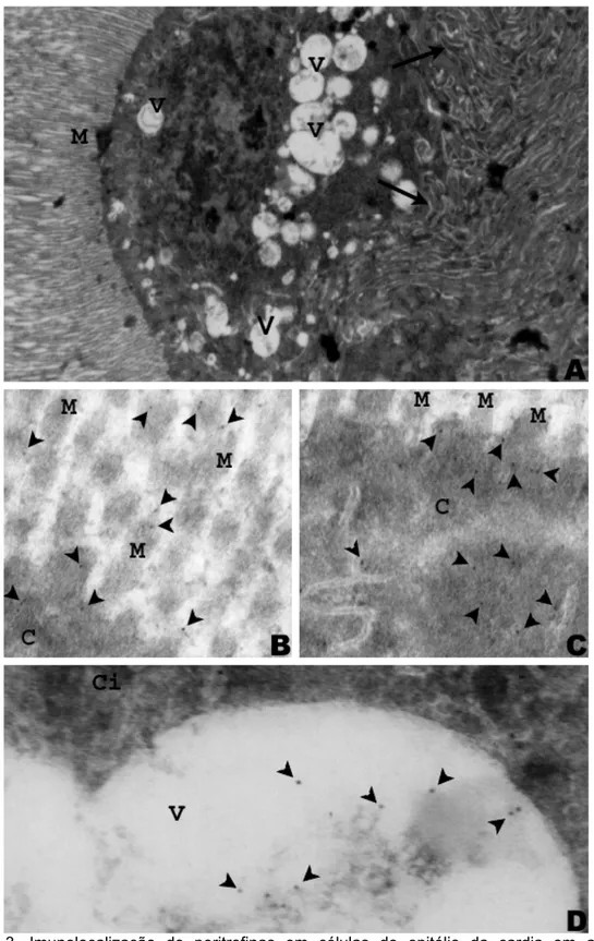 Figura 3. Imunolocalização de peritrofinas em células do epitélio da cardia em abelhas  forrageiras  Melipona quadrifasciata  anthidioides 