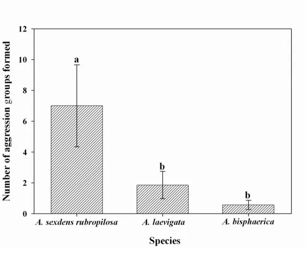 Fig. 1. Number of aggression groups formed (± SE) by colonies of three ant species (genus 