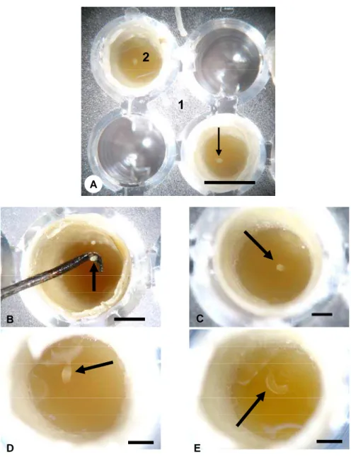 Figu r a  1  –  Bioensaios com Tr igona spinipes. Figura 1A: Placa de Elisa  (1) com células artificiais contendo larvas de primeiro instar (seta) sobre  alimento larval (2); Figura 1B: Transferência de ovo (seta) para célula  previamente preenchida com al