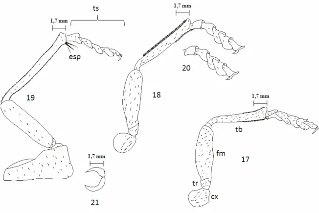 Figura 22. Lampetis nigerrima (Kerremans, 1897). Asa membranosa posterior. C- costa,  Sc- subcostal, R- radial, Rc- célula radial, M- mediana, Rm- radial mediana, Cu- cubital,  Cua- cubital anal, A- anal