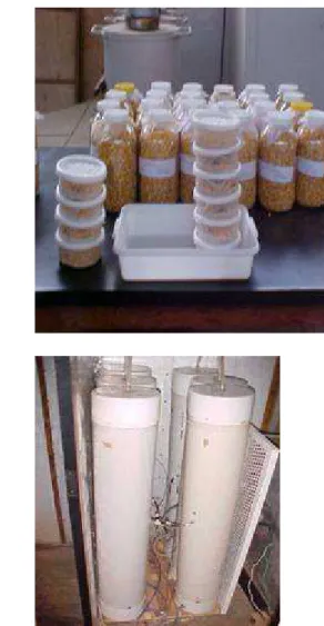 Figura 1 - Fotos detalhando o acondicionamento dos grãos e contenção dos insetos. 