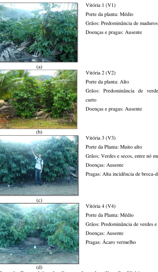 Figura 1 - Características dos diversos clones do café conilon Vitória. 