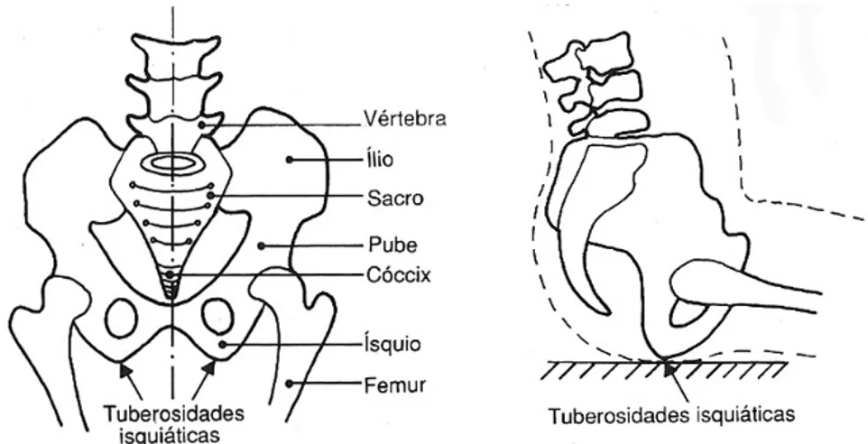 Figura 4 – Tuberosidades isquiáticas, responsáveis pelo suporte do  peso corporal, na posição sentada
