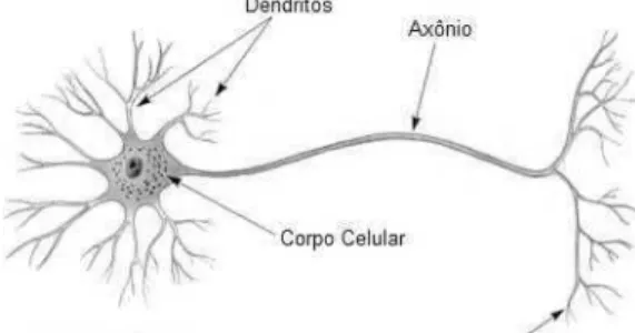 Figura 2.1 - Neurônio humano. 
