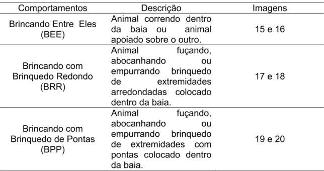 Tabela 8 - Descrição do comportamento brincar observado dentro dos  tratamentos com bem-estar animal (desmame aos 21 e 28 dias)  para os leitões na fase de creche