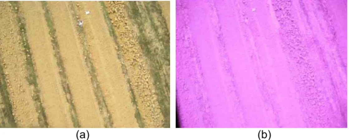 Figura 21 – Imagens obtidas simultaneamente da mesma área, altura de 20 m:  colorida (a); e infravermelho (b)