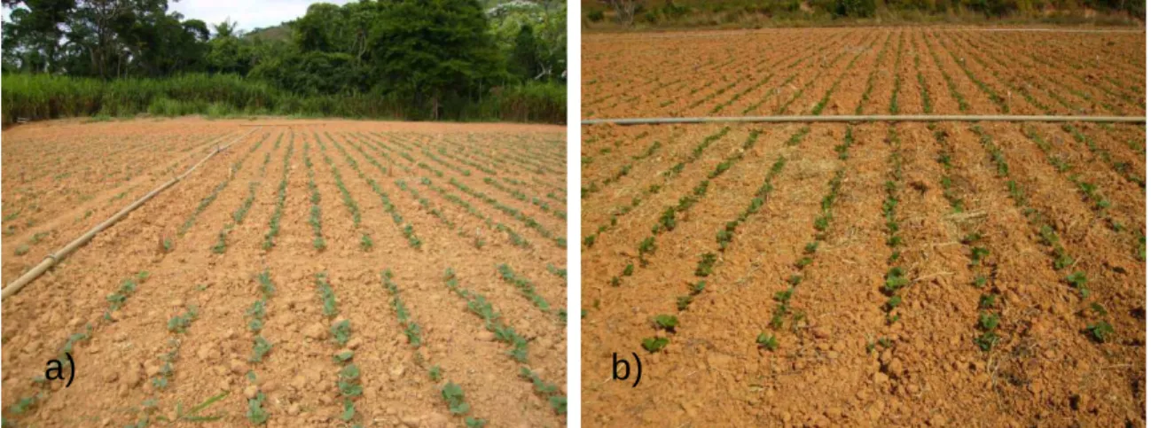Figura 2. a) Área experimental para o experimento 1, safra “seca”; b) Área  experimental para o experimento 2, safra “inverno”