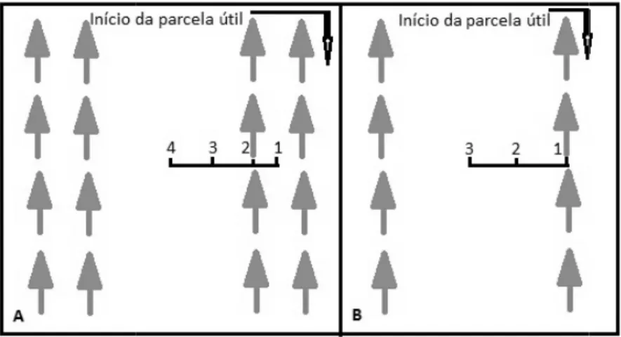 Figura  1.  Croqui  mostrando com  cinco  clones Vazante, MG. A s (A)  1,  2,  3  e  4  (a simples) 