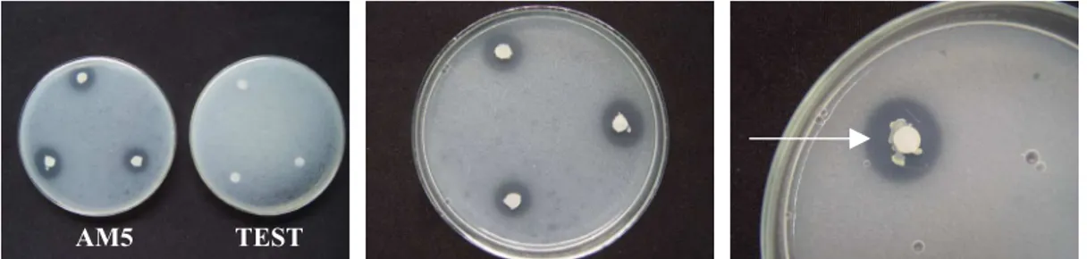 Figure 1 – Rhizobacteria colony formation around Pinus taeda germinated in vitro on 