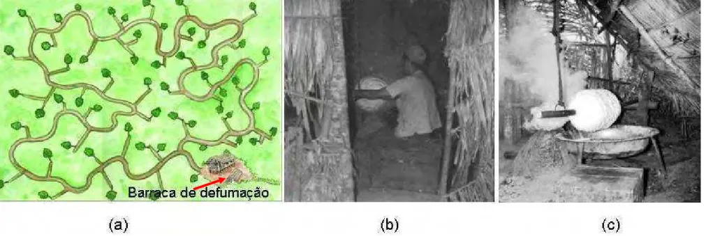 Figura 3 – Ilustração das estradas de seringa distribuídas nos seringal (a) e borracha em defumação em Rio Branco, AC (b) e  (c)