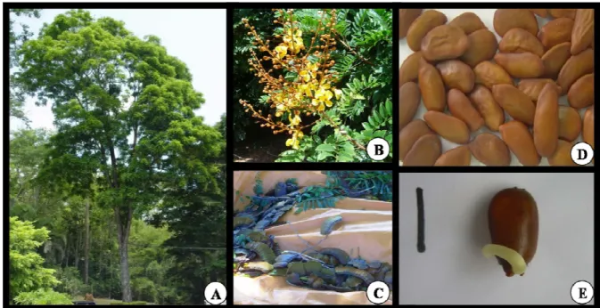 Figura 1 - Melanoxylon brauna Schott: aspecto geral da árvore (A); detalhe da floração (B);  detalhe dos frutos (C), detalhe das sementes (D); semente germinada (E)