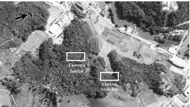 Figura 1 – Localização dos trechos de florestas estudados na Mata da Agronomia. Foto 