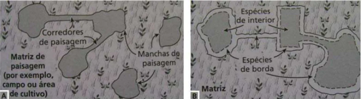 FIGURA 2: Principais elementos da paisagem (A) e as abundâncias relativas de  espécies de borda e de interior em manchas e corredores (B)