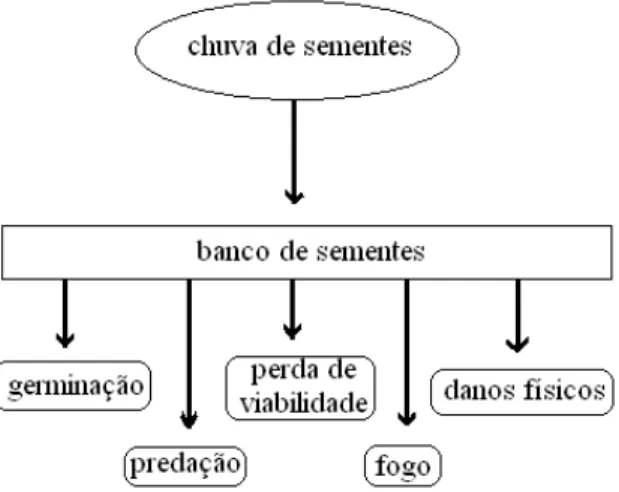 FIGURA 11: Dinâmica do banco de sementes no solo. Fonte: Adaptado de Almeida- Almeida-Cortez (2004)
