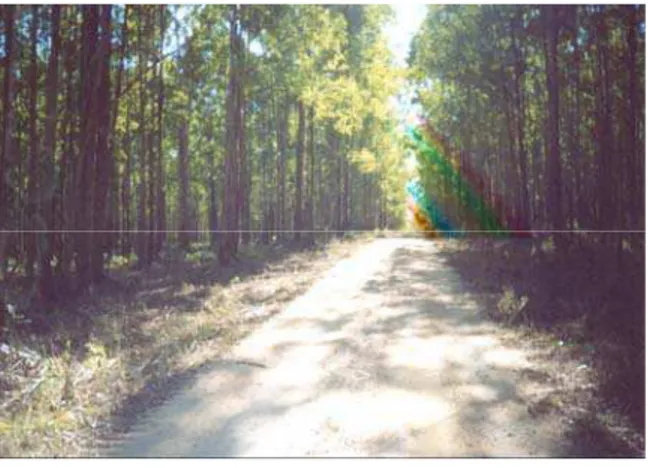 Figura 1 – Vista de uma estrada florestal. 