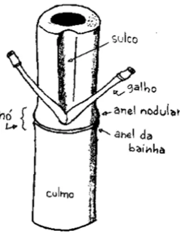 Figura 1 – Colmo do bambu, com seus nós e galhos. 