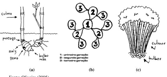 Figura 2 –  Bambu paquimorfo – (a) Estrutura subterrânea; (b) Distribuição genealógica  radial; (c) Estrutura aérea em touceira