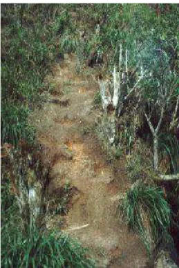 Figura 3 – Erosão em trilha interpretativa - Lavras Novas, Ouro Preto, Minas Gerais. 
