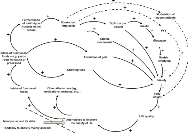 Figure 4. Influence diagram representing the increase in quality of life by the  ingestion  of  FOS/inulin  from  yacon  root  or  processed  with  its  effects  on  reduction  of  menopausal  obesity