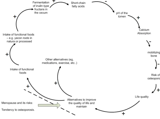 Figure  6  Influence  diagram  representing  the  increase  in  quality  of  life  or  processed from the  ingestion  of  FOS/inulin from  yacon  roots  with  its  effects  on  lowering  the  risk  of  osteoporosis  in  menopause