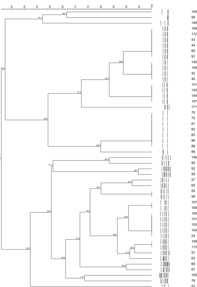 Fig.  1.  Dendograms  based on UPGMA clustering (Dice coefficient) of  RAPD profiles  from culture strains of P
