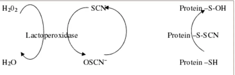 Figura 2. Sitema lactopresoxidase (LPS-s) - Efeito bactericida bacterios- bacterios-tático