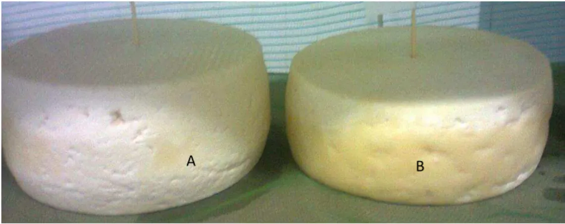 Figura 4. Coloração da casca dos queijos com 8 dias de maturação. A: queijo pasteurizado  (P)