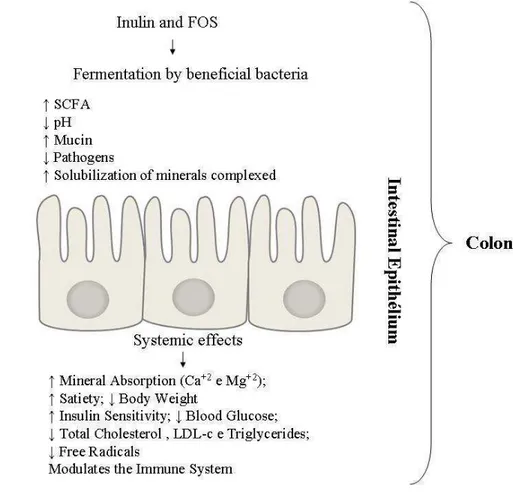 Figure 2. Representation of the functional role of yacon (Smallanthus sonchifolius).               SCFA: Short Chain Fatty Acids