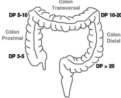 Figura  5  –  Fermentação  dos  frutanos  tipo  inulina,  de  acordo  com  o  grau  de  polimerização (Degree of Polimerization - DP), nos diferentes compartimentos do cólon  Desta forma, a presença de frutanos tipo inulina de cadeia curta e longa  mantém 