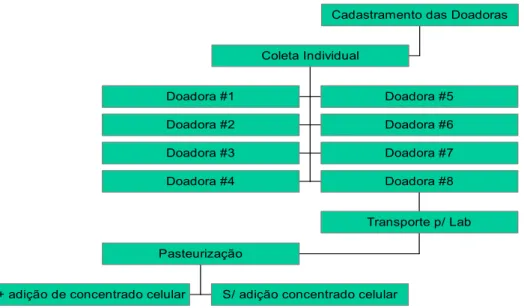 Figura 1 - Fluxograma da obtenção do leite humano de 8 doadoras e adição do  concentrado celular de Bifidobacterium breve