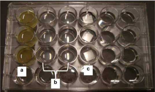Figura  7  -  Placa  de  cultura  de  tecido  com  poços  preenchidos  com  diferentes  soluções,  sendo  que  na  coluna  (a),  há  caldo  triptona  de  soja  (TSB)  enriquecido  com  extrato  de  levedura  (YE)  e  células  de  Listeria 