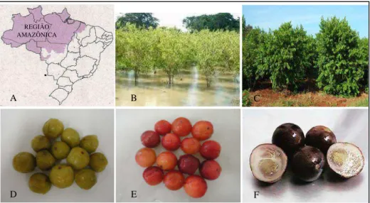Figura 1  – (A) Mapa do Brasil com destaque para a Região Amazônica; (B) Arbusto  de  camu-camu  (cultivo  em  ambiente  alagado);  (C)  Arbusto  de  camu-camu  (cultivo  em  ambiente  seco);  (D)  Fruto  de  camu-camu  verde;  (E)  Fruto  de  camu-camu  m