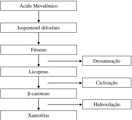 Figura 4  – Representação esquemática dos estágios da biossíntese dos carotenóides. 