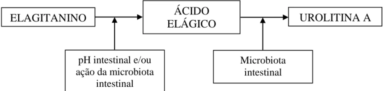 Figura 6  – Hidrólise dos elagitaninos e metabolismo do ácido elágico pela microbiota  intestinal